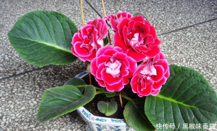 枝干|铁、氮、磷、钾元素,植物缺少哪一种都会预警,你对照下吧