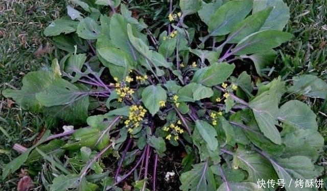 紫菜薹|十个人九个腰疼,常食此菜,腰不疼了,腿不酸了,不妨了解一下