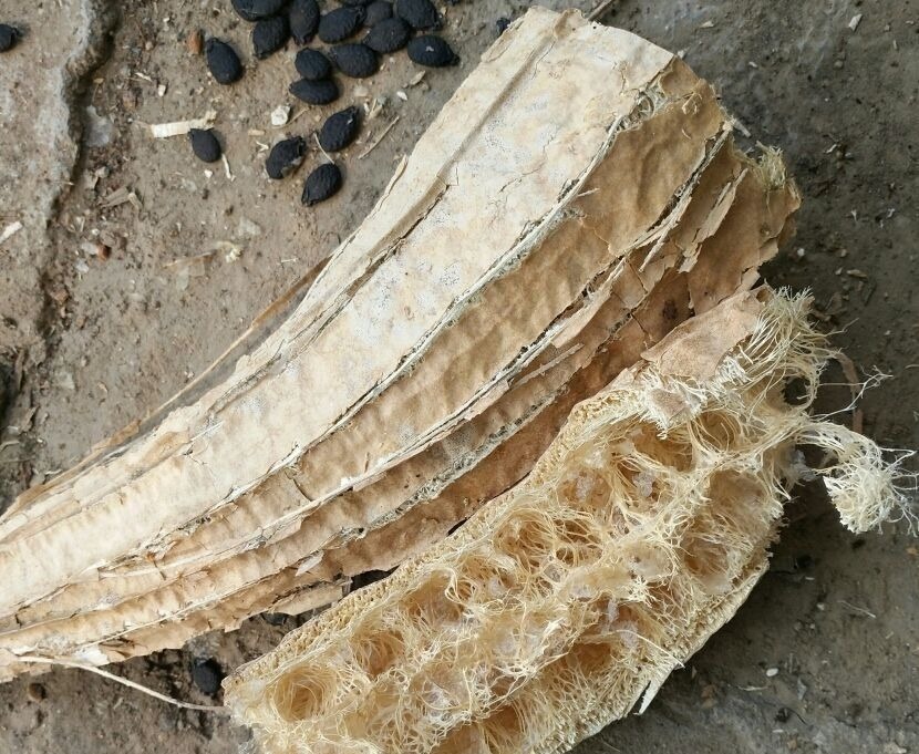 扔掉家里这些垃圾,就是扔钱,拿来养花特好用