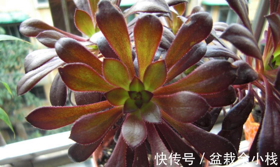 莲花科属多肉|莲花科属多肉,茎干底端叶子干枯摘还是不摘?看这3种情况