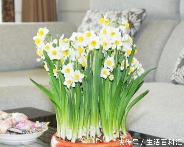 家里养上4种花,空气清新,招财又旺家,越养越富贵!