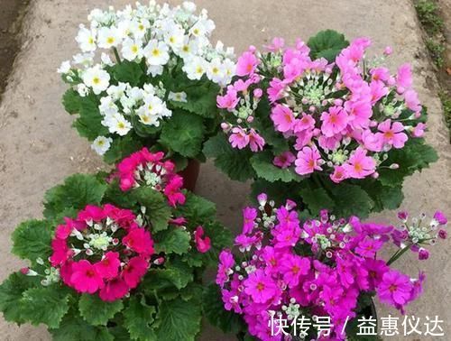 阳台上|到了冬季就盆栽这7样花卉,耐寒能力强,开花美丽又喜庆
