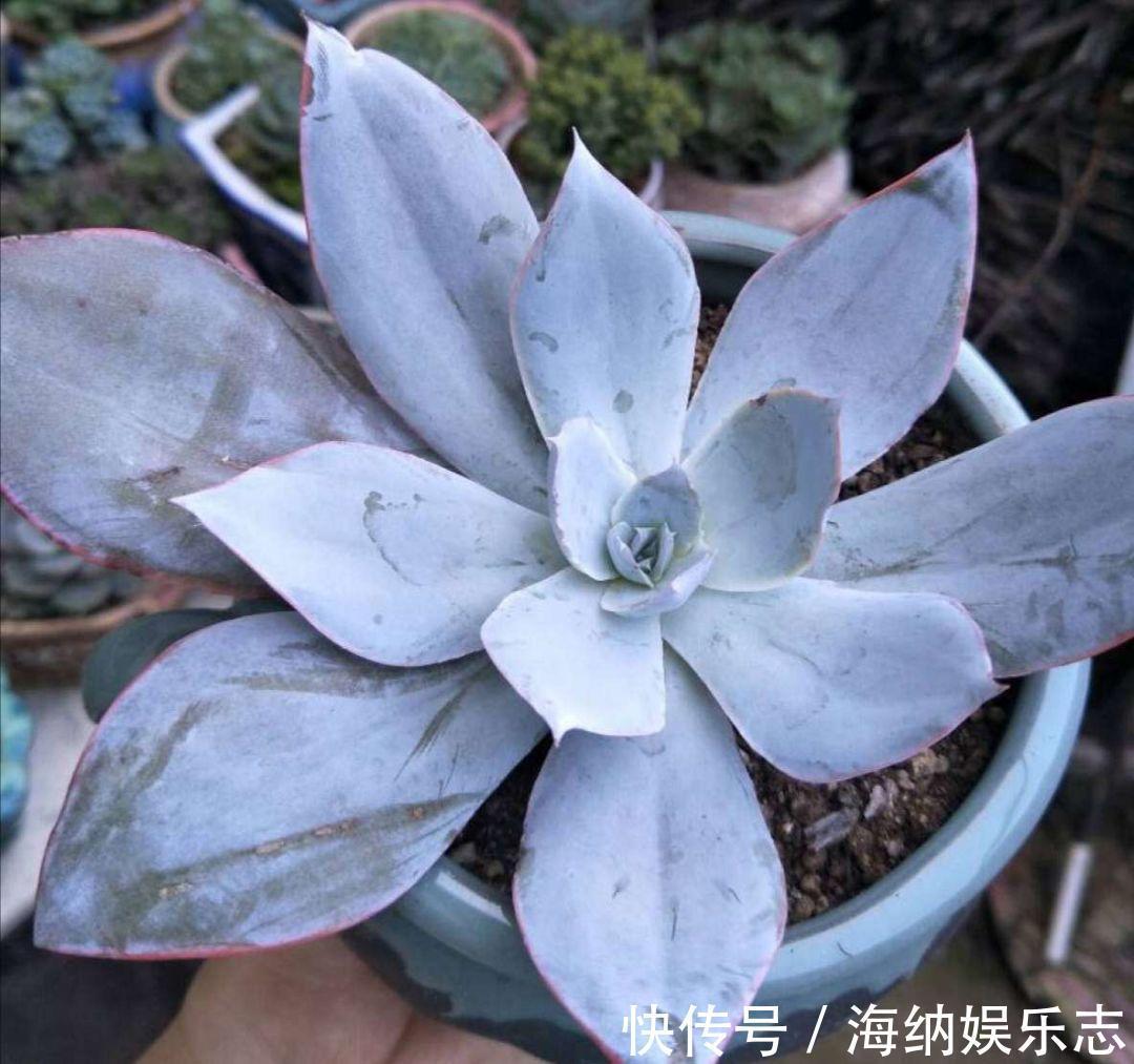 耐旱|4种多肉最适合懒人养,叶子厚实难徒长,养到就是赚到!