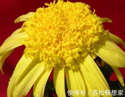 盆花|新手养花,不如养盆花中精品“盘龙扶郎”,似藕粉金桂,绚丽秀气