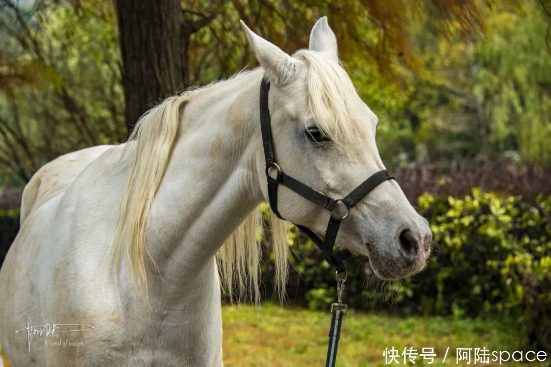 骑马|想体验骑马不一定要去内蒙古，在嘉兴南北湖就可以圆这个梦