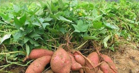 减肥|常吃红薯,到底是减肥还是增肥终于有人说出了正确答案!