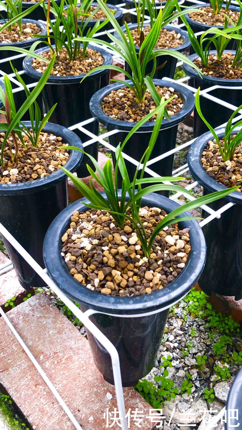 兰友|业余养兰中的用光误区，2方面去扭正，清楚兰花对光的需求