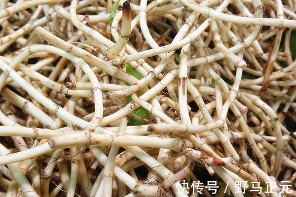 苦荞|女人得了炎症，要常喝四种杀菌水，帮你抑细菌排毒素，炎症不再扰