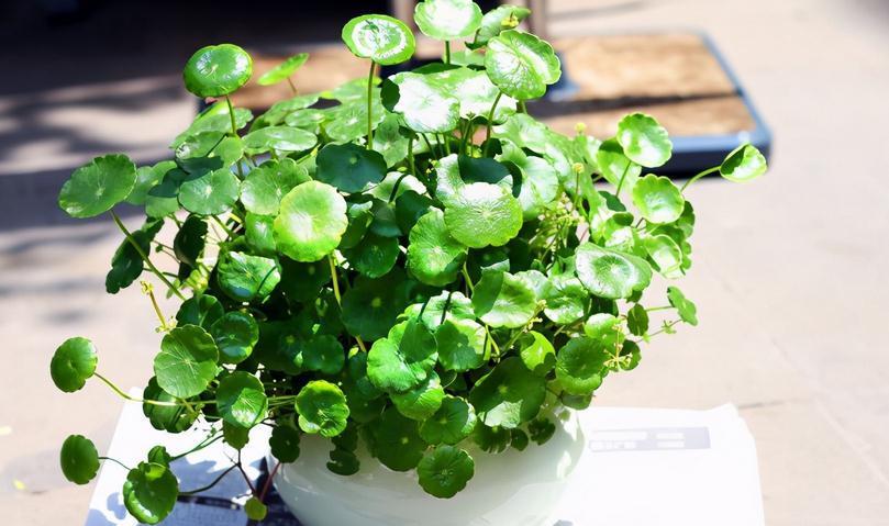 养花离不开肥料,园艺新人可这么自制,省钱又好使