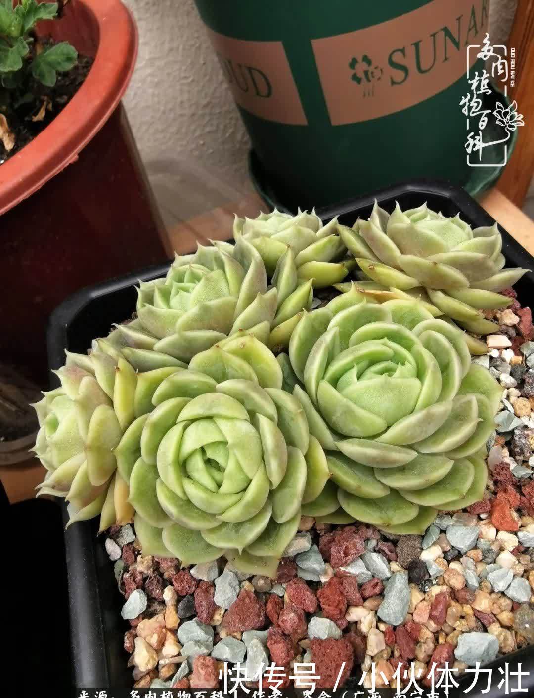 锦晃星|时光不再,人心在,多肉在!