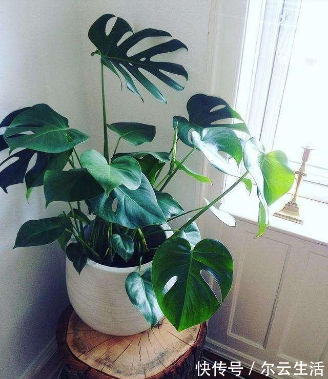 封闭的楼房养花,首选这6种,都是净化小能手,养在家里利于健康