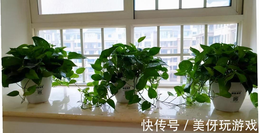 有害气体|人养花,花亦养人!这八种“能养人”的健康花,建议至少养一种