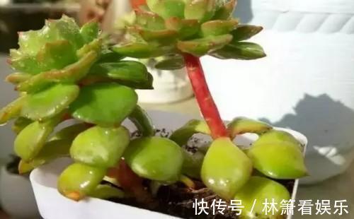嫁接|多肉原来还能这么玩,嫁接方法很简单,轻松爆盆还好看!