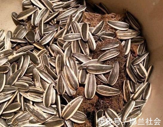 长寿花|君子兰肥到流油,长寿花开不断,原来他用了这个小方法!