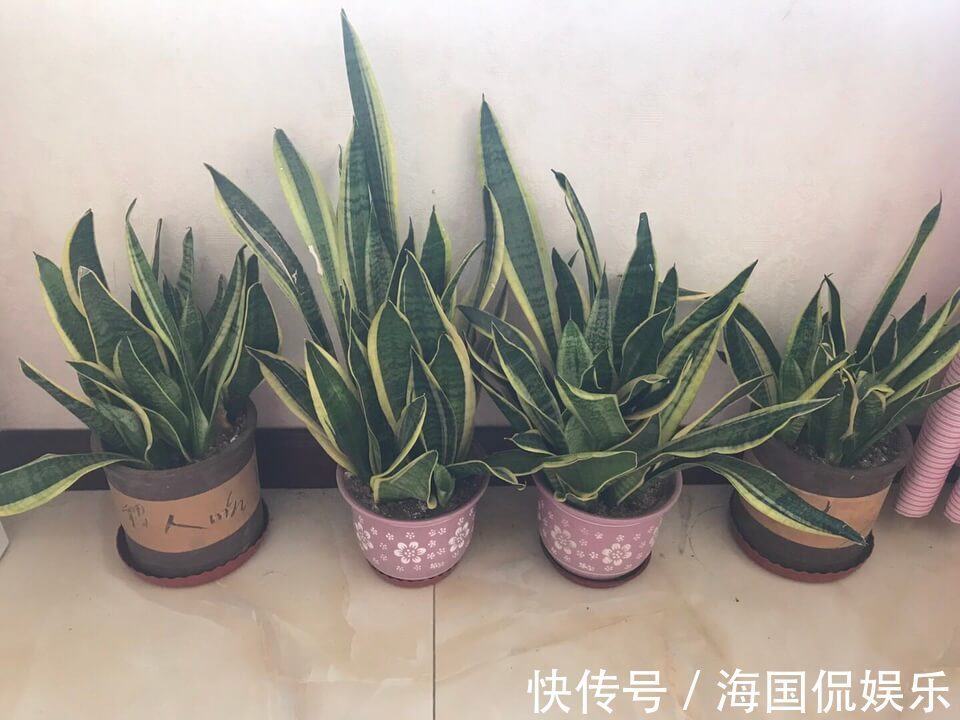 虎皮兰浇水太多怕烂根5个妙招分分钟排水，根旺叶片绿油油