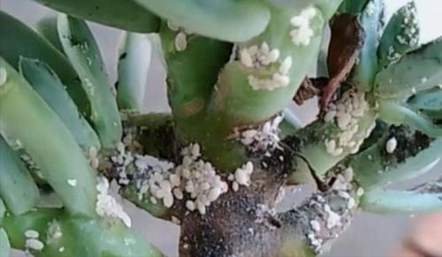 春天养多肉，3月“四预防”，多肉长得精神，“无病无虫”状态棒