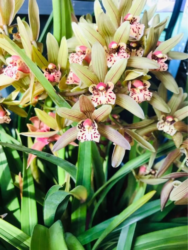 初春4种花 开花香味四溢 满屋子花香味 粉紫色