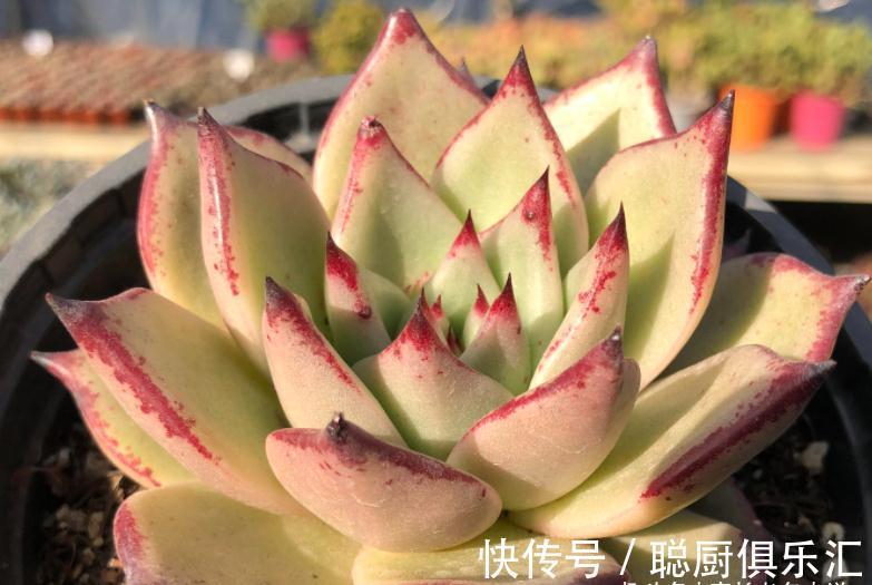 要说东云系名字最多的多肉,那非天狼星莫属,4个名字真是没谁了