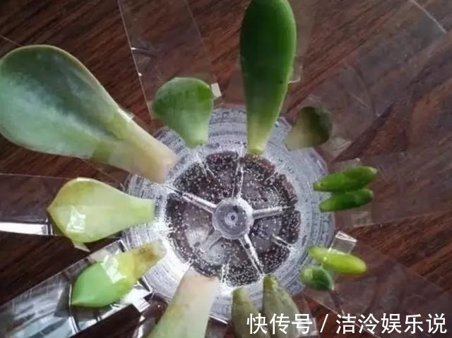 多肉|矿泉水瓶有“大作用”，10个“用法”最经典，可以种豆芽、养花