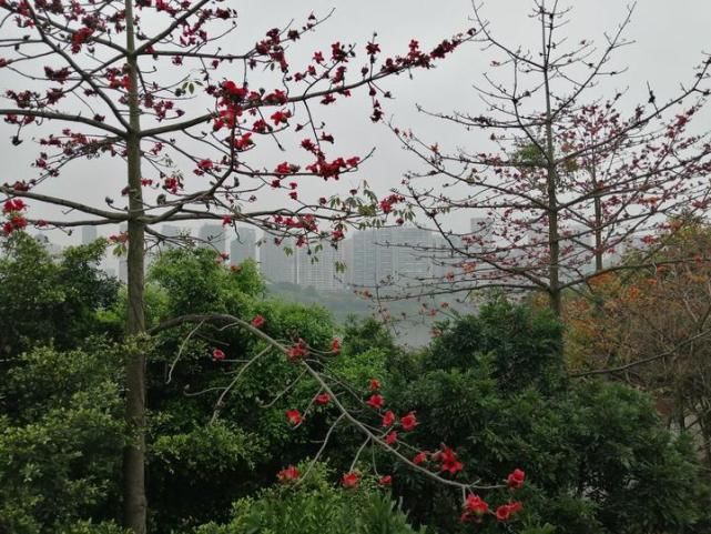 南宁又一条“花路”！听说看了这些花，可以忘却烦恼，无忧无虑哦