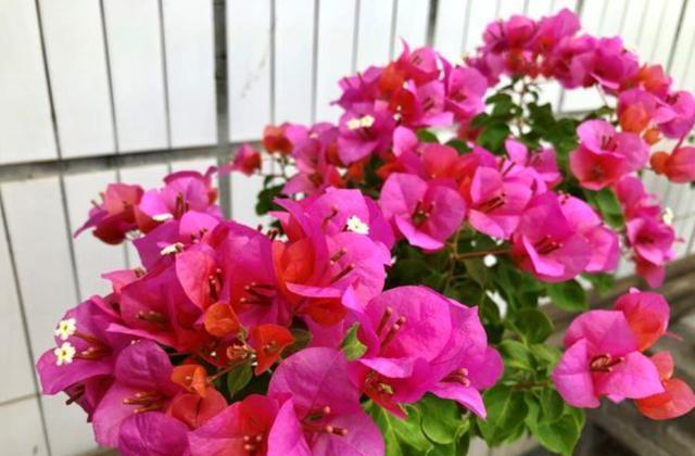 三角梅|养三角梅,避开3个“坑”,叶片不枯萎,一次开花几个月!