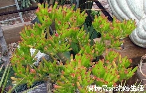 植株|此款多肉植物,招财又好看,养成老桩盆景,谁见了都夸美!