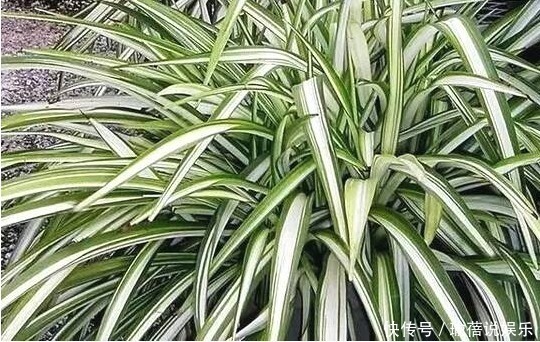 养殖|吊兰可是一个大家族,4个常见品种,能观叶能赏花!