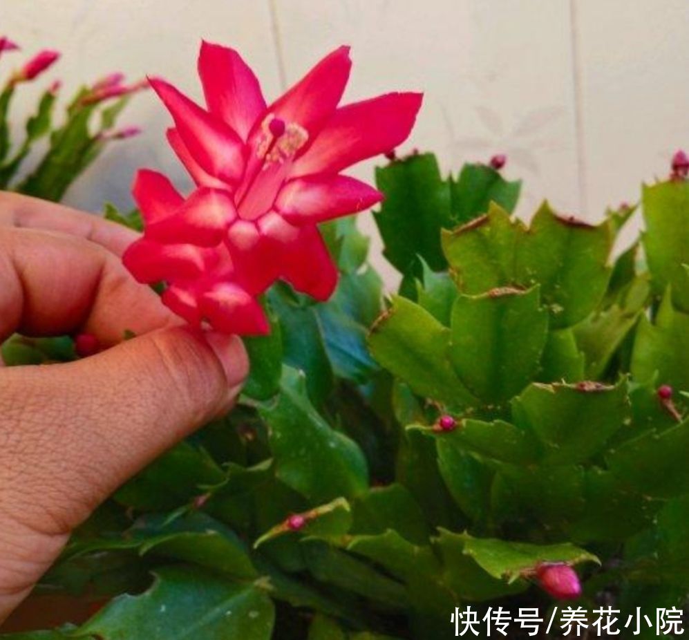 家里养这2种花，开完花后剪一剪，很快就能再开花