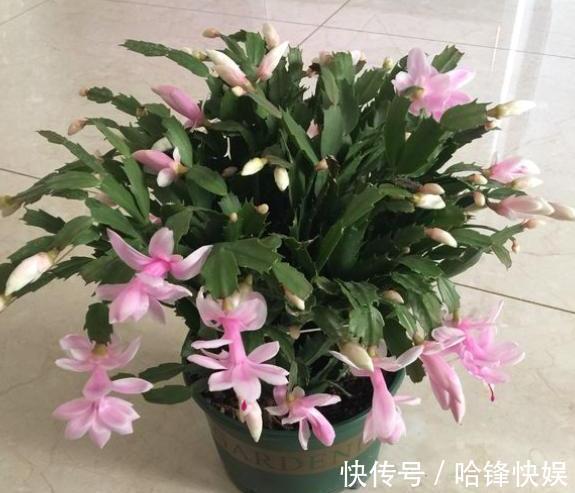 9月底养蟹爪兰，肥料一定要选对，把握时机用对肥，一开花就爆盆