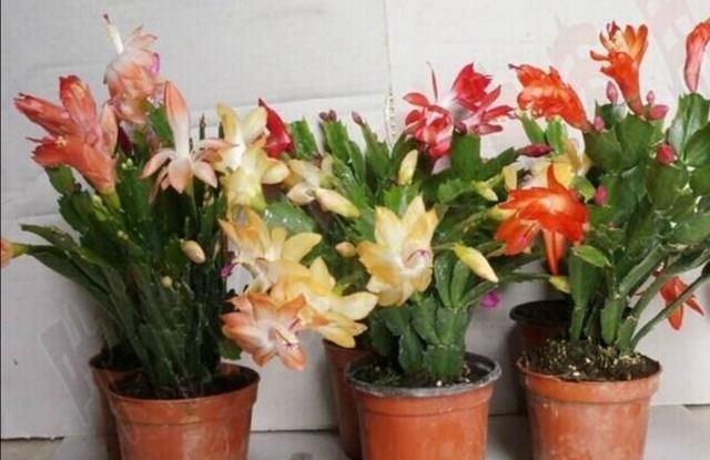 家里养3种花，不能太“勤快”，不然也是养不好“它们”
