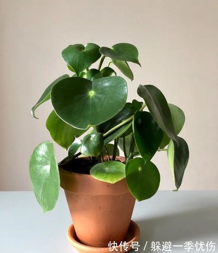 圆润小巧的铜钱草、镜面草和荷叶椒草，三种迷你植物哪种适合你？