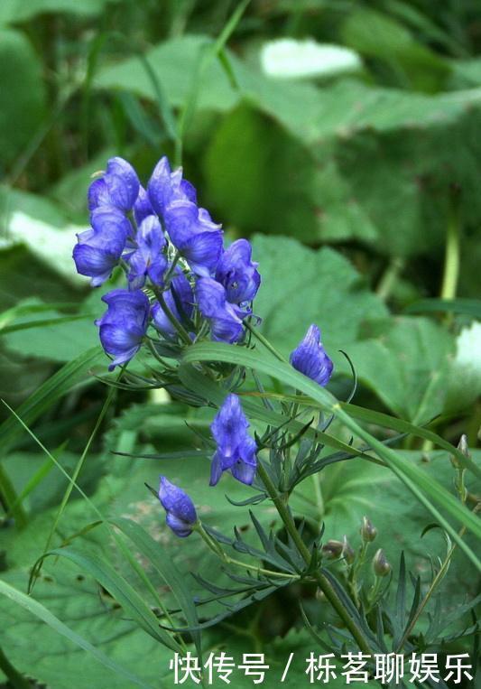 北乌头|关公刮骨疗伤就是中了它的毒,山上很常见,遇到需谨慎!