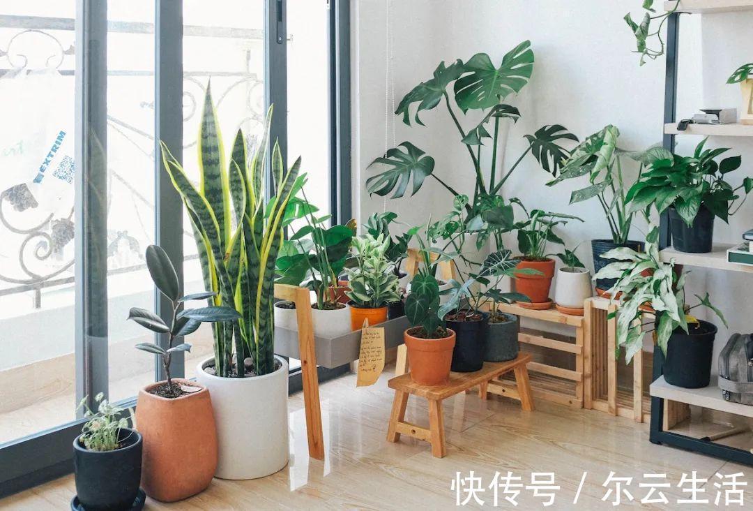 楼房|封闭的楼房养花，首选这6种，都是净化小能手，养在家里利于健康