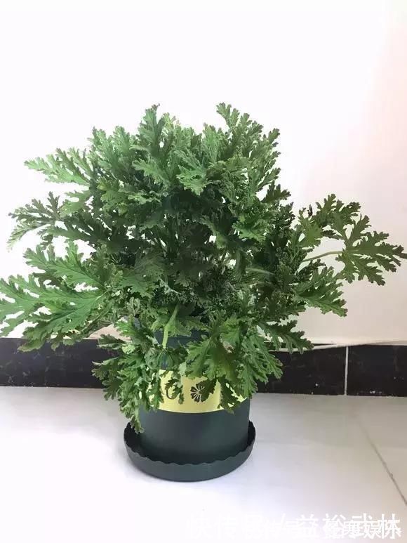 蚊香|5种花蚊子“不喜欢”,好看还好养,是天然蚊香,值得多养几盆