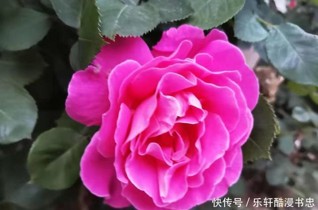 图片|漂亮的花卉图片欣赏