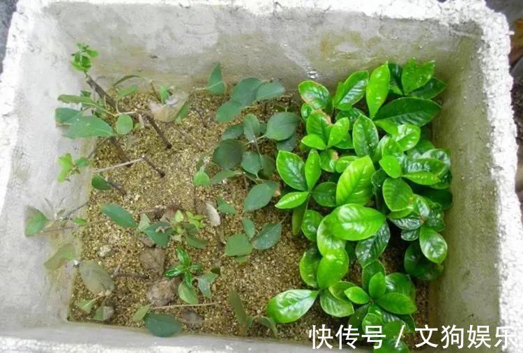养殖|总用泡沫箱养花种菜,好不好听听过来人怎么说