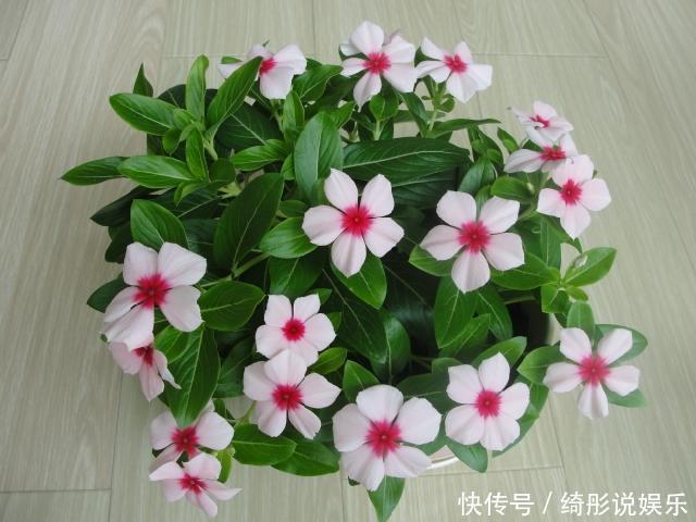 盆栽|这种花卉盆栽一开就是10多个月,好养易活浇点水就爆盆,美极了