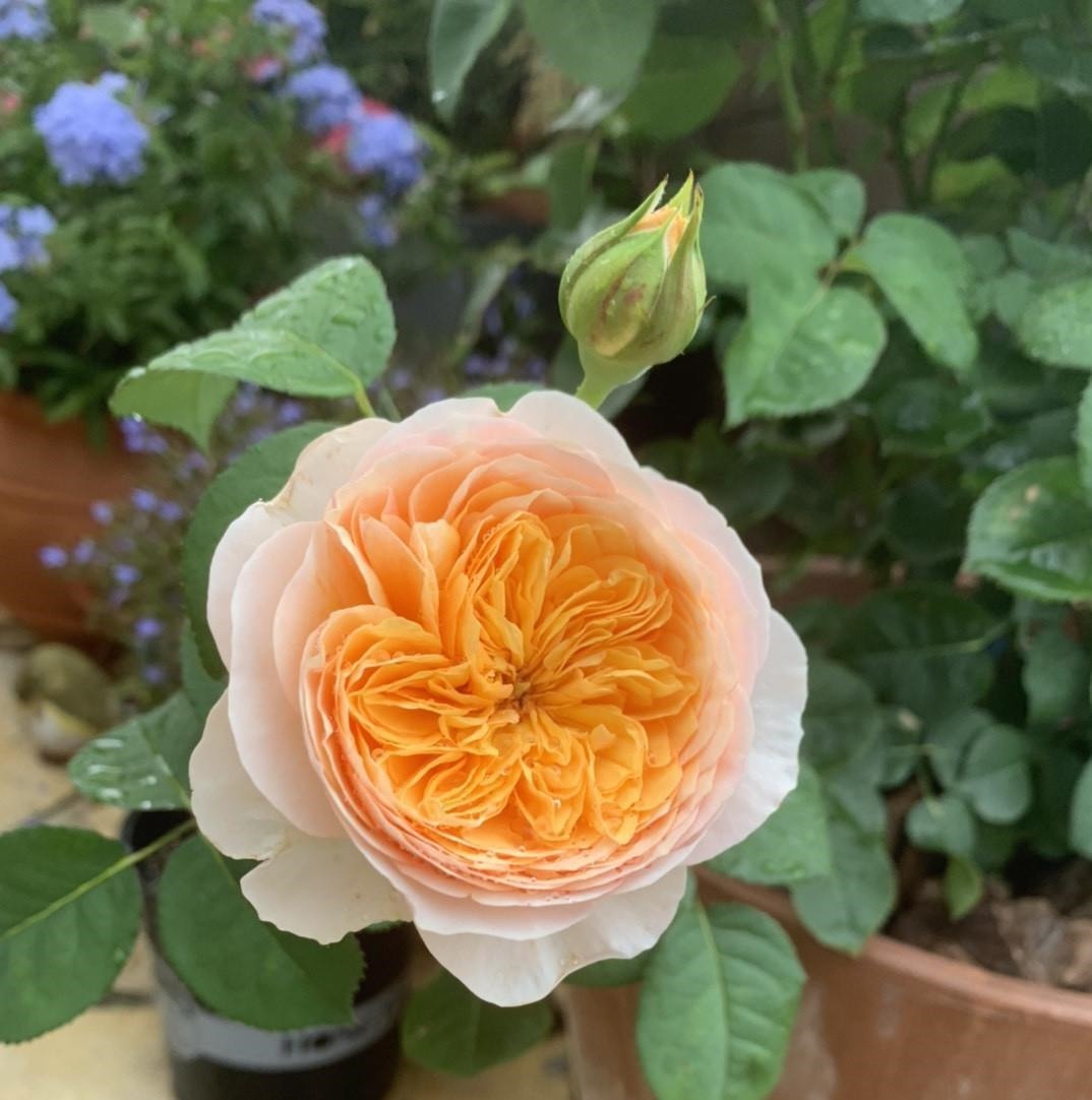 月季这样养,叶子一直绿油油的,满头花苞,美不胜收