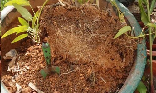 花友会|换盆的旧土里放点这个小东西,没想到变得比新土还要肥沃