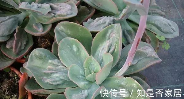多肉植物狂野男爵,原始野性而又非主流,第一印象确实有点丑