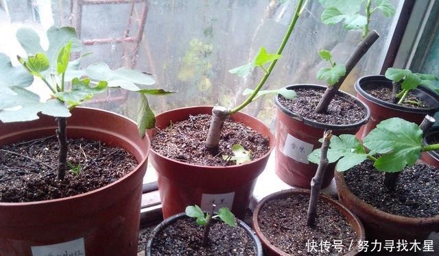 多种树木都想富！「三种树」随手掰一枝，插土生根，来年可以结果