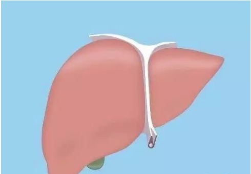 肾脏|枸杞与它是地造一双,喝上3天,肾或许能补满,肝也悄悄好转