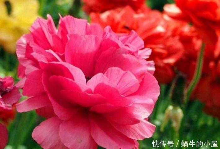 二月初六,家里阳台养上4种花,花色繁多易爆盆,娇艳欲滴