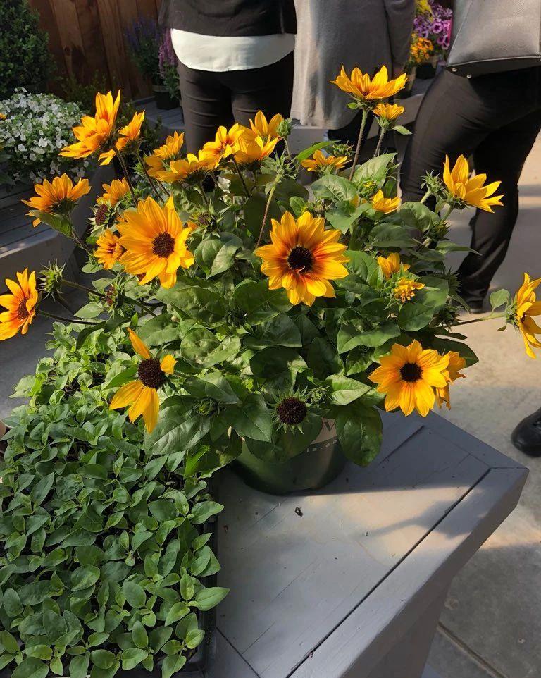 铁线莲|这些“大型花”无论多漂亮,眼馋也别买,没有大院子,买了白扔钱