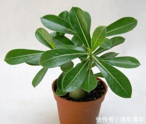 什么柳树皮,阿司匹林都不如“一种东西”,养花用一勺,养啥旺啥!