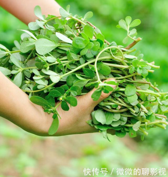 美味佳肴|6种常见野菜,比青菜好吃营养,解腻养人,你吃过几种?不要错过