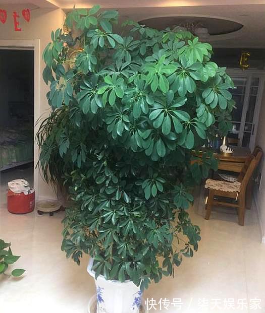 大树|鸭掌木小苗不好看，学会“1招”，枝繁叶茂，小苗变“大树”
