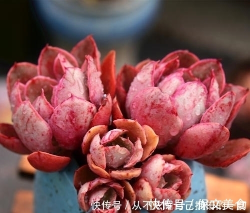 10款紫色系多肉，高贵梦幻，养一盆“紫气东来”，总有你喜欢的！