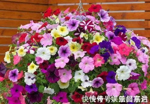 直射光|家里阳台必养此款花卉，便宜还好养，养上10盆也不多！