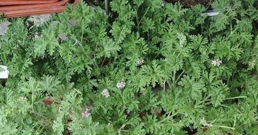 蚊子不喜欢的“5种花”,好养又漂亮,为了家人,值得多养三四盆